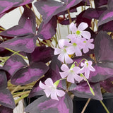 Oxalis triangularis [Sz:100 mm]