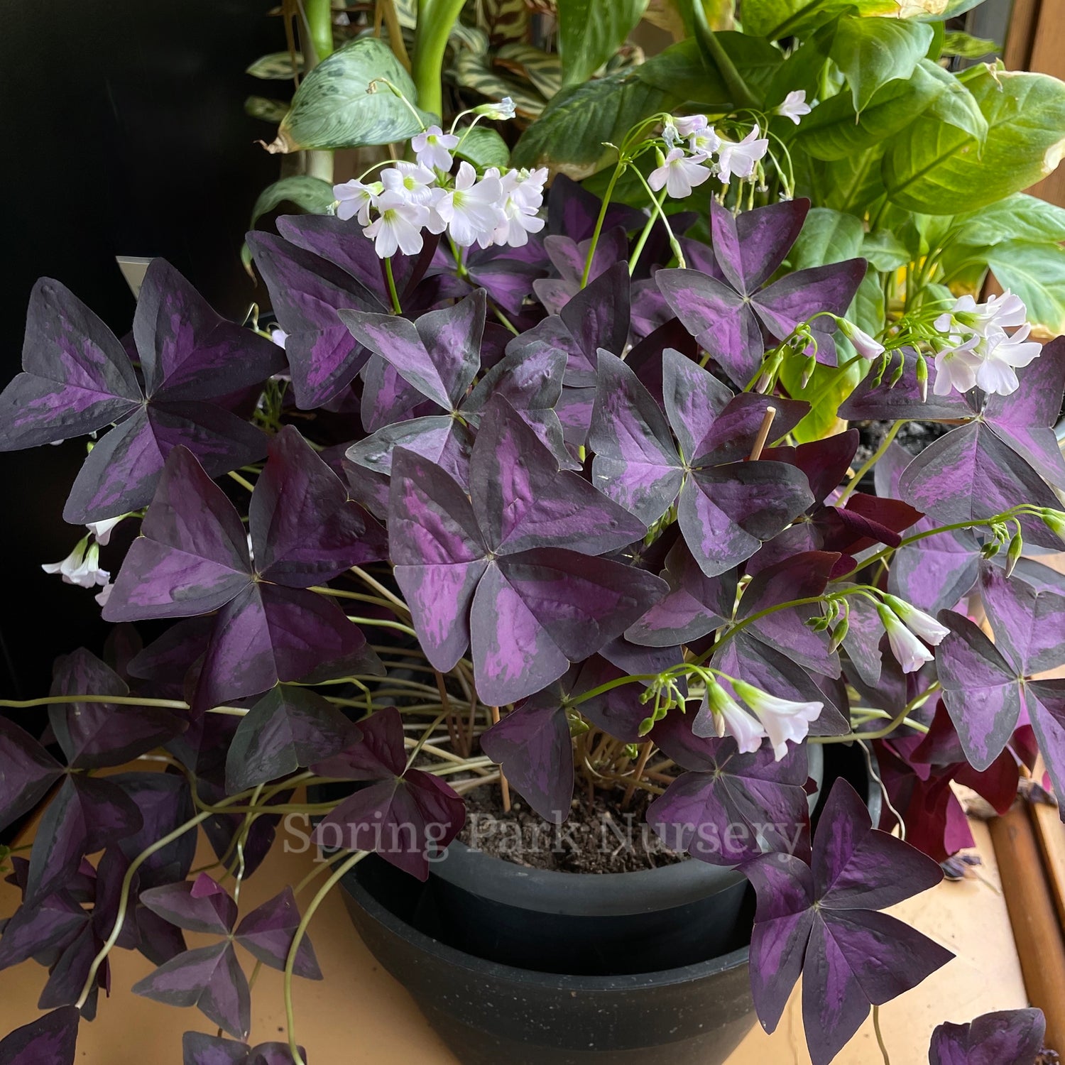 Oxalis triangularis [Sz:100 mm]