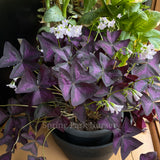 Oxalis triangularis [Sz:100 mm]