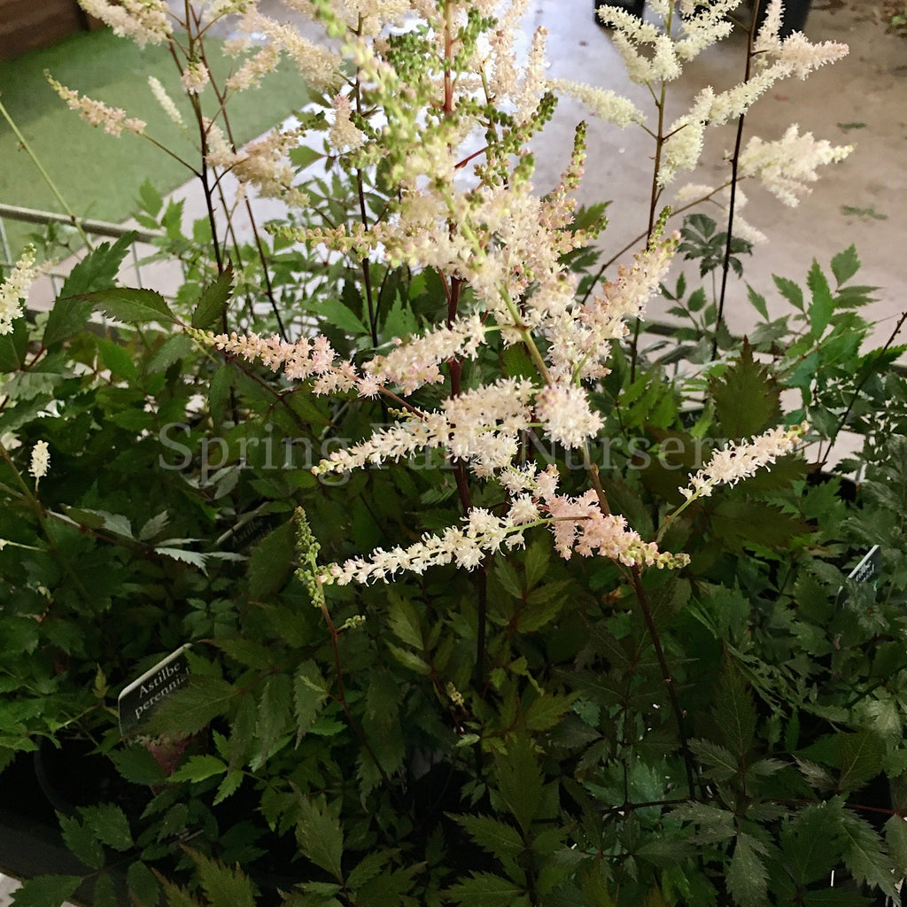 Astilbe White [Sz:100 mm]