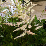 Astilbe White [Sz:100 mm]