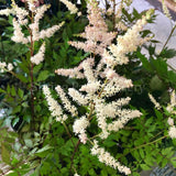 Astilbe White [Sz:100 mm]