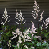 Astilbe White [Sz:100 mm]