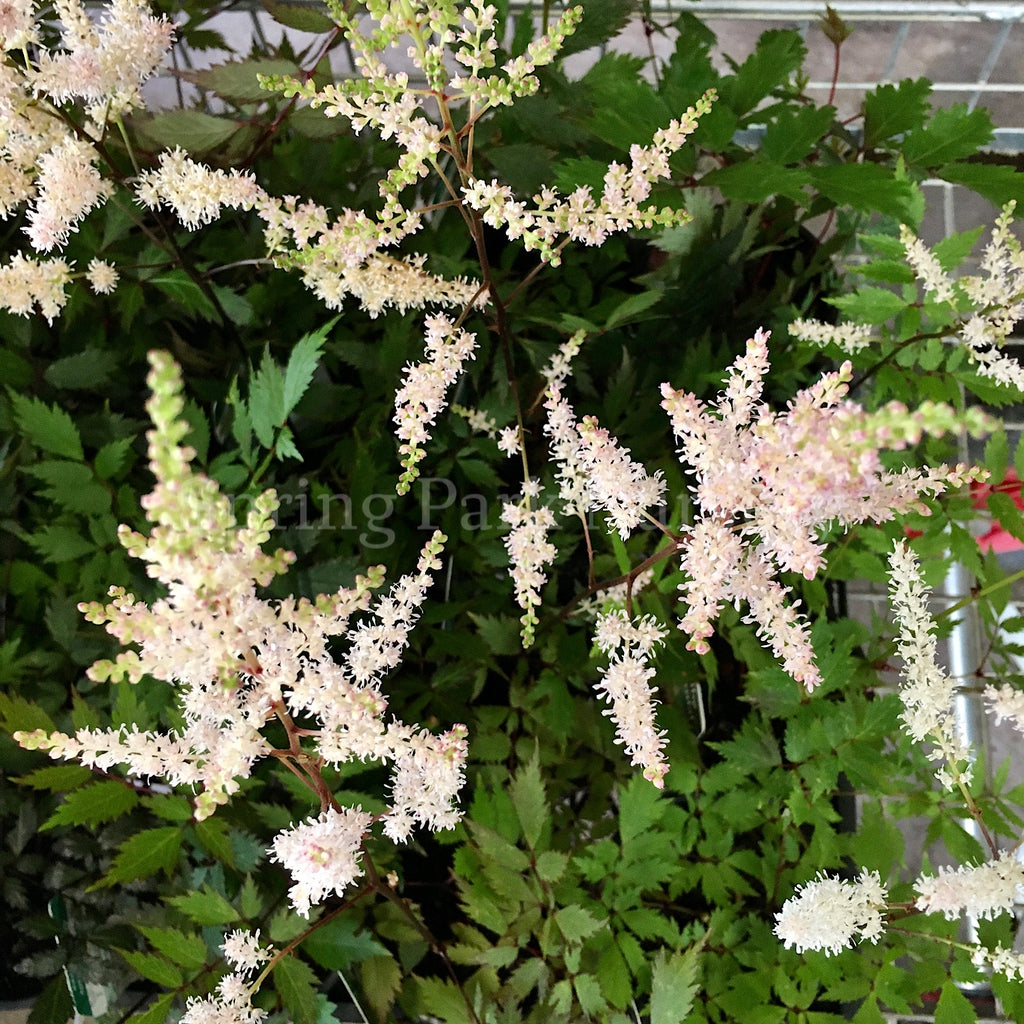 Astilbe White [Sz:100 mm]