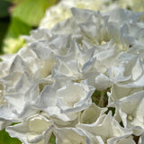 Hydrangea macrophylla Vanilla Sky [Sz:100 mm]