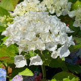 Hydrangea macrophylla Vanilla Sky [Sz:100 mm]
