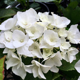 Hydrangea macrophylla Vanilla Sky [Sz:100 mm]