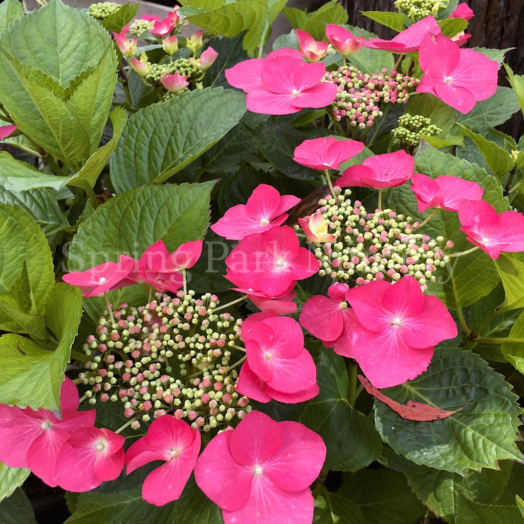 Hydrangea macrophylla 'Geoffrey Chadbund' [Sz:100 mm]