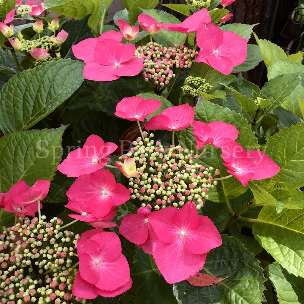 Hydrangea macrophylla 'Geoffrey Chadbund' [Sz:100 mm]