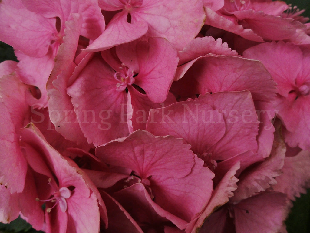 Hydrangea macrophylla 'Goliath' [Sz:100 mm]