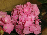 Hydrangea macrophylla 'Goliath' [Sz:100 mm]