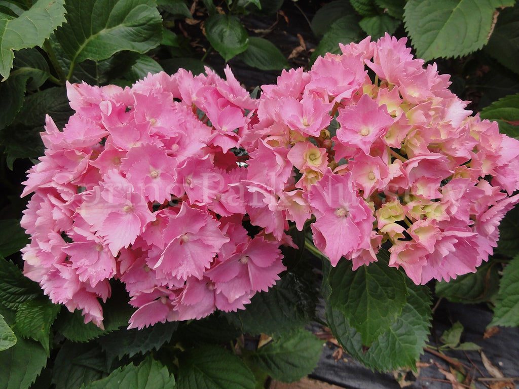 Hydrangea macrophylla 'Goliath' [Sz:100 mm]