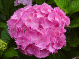 Hydrangea macrophylla 'Goliath' [Sz:100 mm]