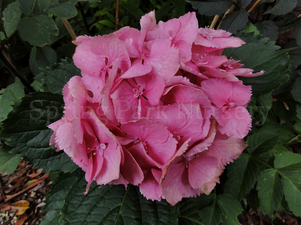 Hydrangea macrophylla 'Goliath' [Sz:100 mm]