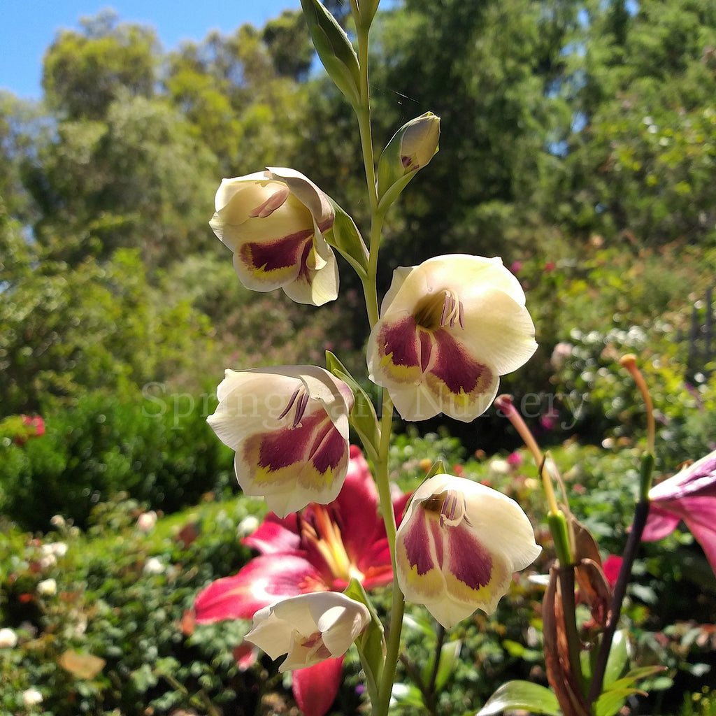 Gladiolus papilio [Sz:100 mm]