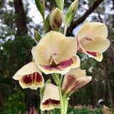 Gladiolus papilio [Sz:100 mm]