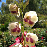 Gladiolus papilio [Sz:100 mm]