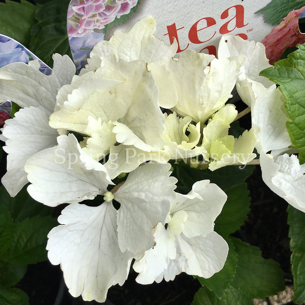 Hydrangea macrophylla Frisbee White [Sz:100 mm]