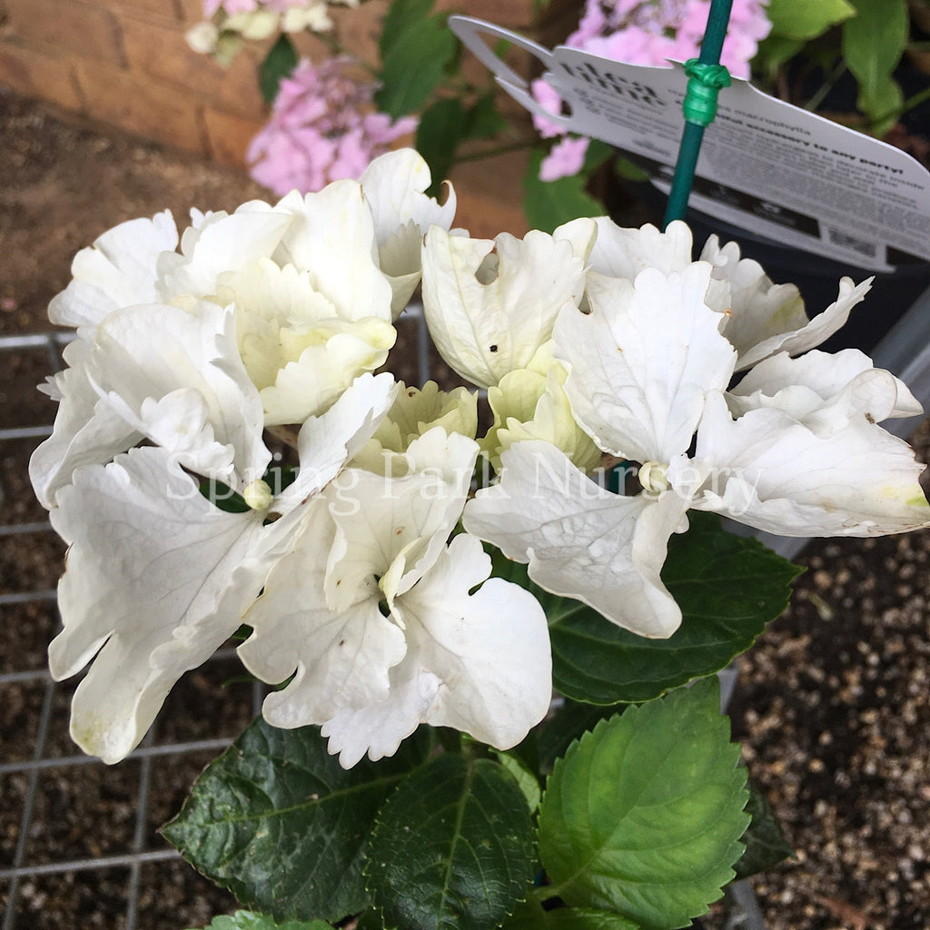 Hydrangea macrophylla Frisbee White [Sz:100 mm]