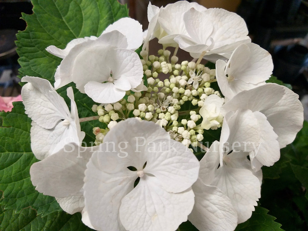 Hydrangea macrophylla Frisbee White [Sz:100 mm]