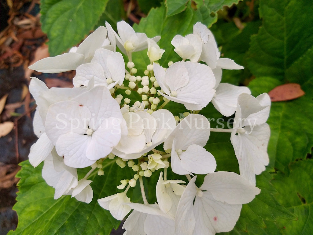 Hydrangea macrophylla Frisbee White [Sz:100 mm]