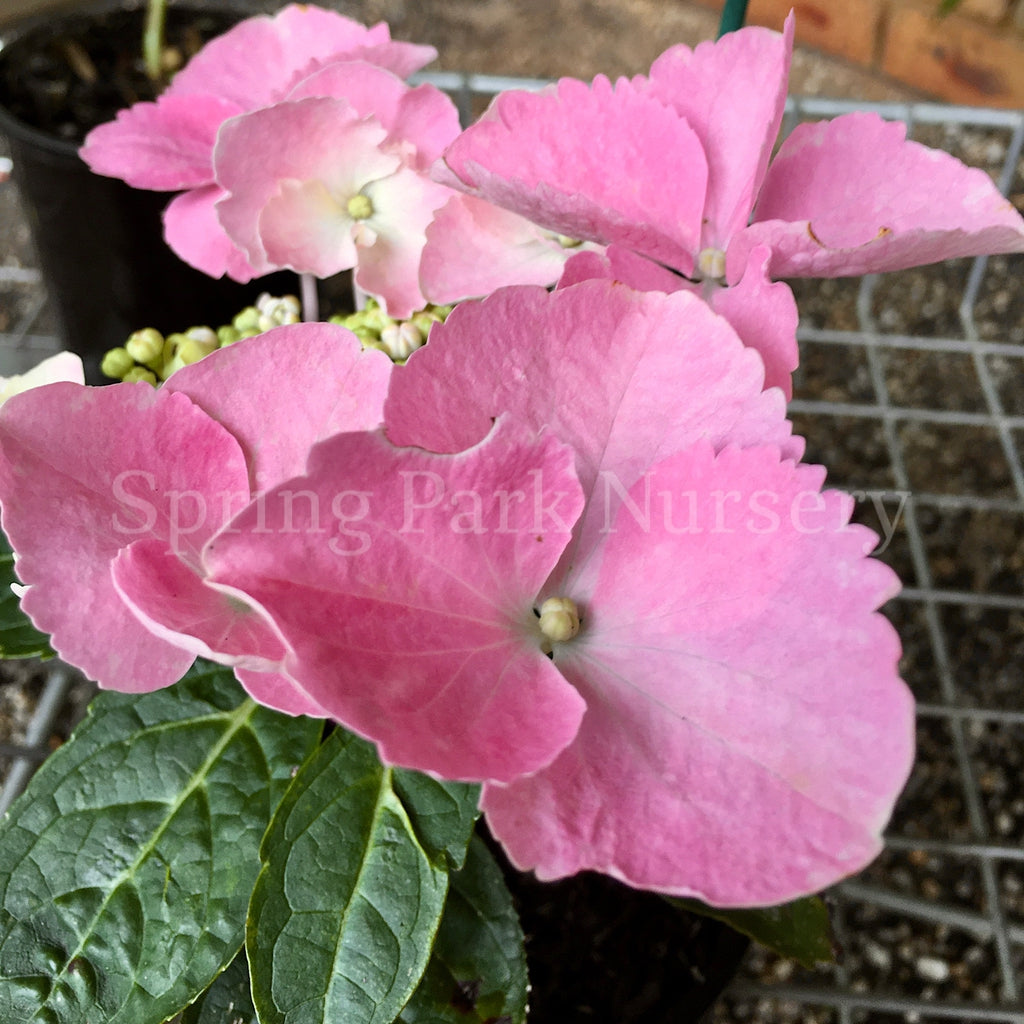 Hydrangea macrophylla Frisbee Pink/Blue [Sz:100 mm]