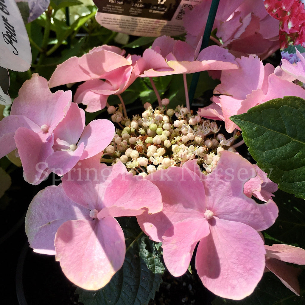 Hydrangea macrophylla Frisbee Pink/Blue [Sz:100 mm]