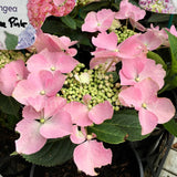 Hydrangea macrophylla Frisbee Pink/Blue [Sz:100 mm]