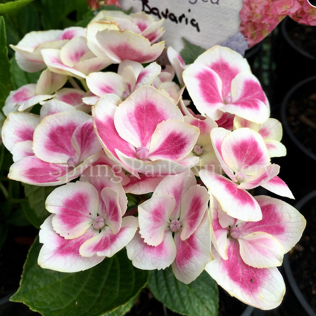 Hydrangea macrophylla 'Bavaria' [Sz:100 mm]