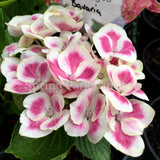 Hydrangea macrophylla 'Bavaria' [Sz:100 mm]