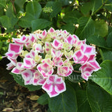 Hydrangea macrophylla 'Bavaria' [Sz:100 mm]