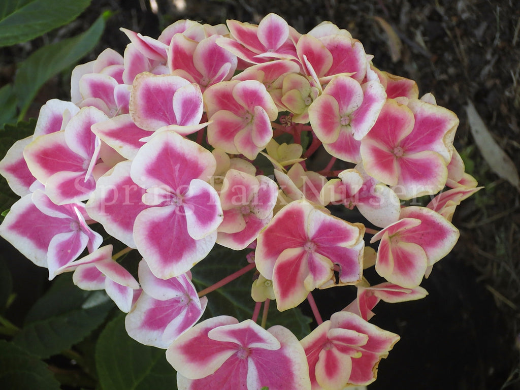 Hydrangea macrophylla 'Bavaria' [Sz:100 mm]