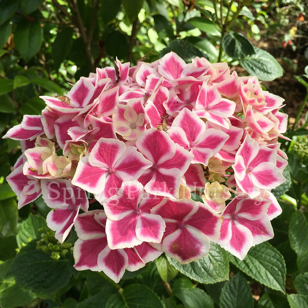 Hydrangea macrophylla 'Bavaria' [Sz:100 mm]