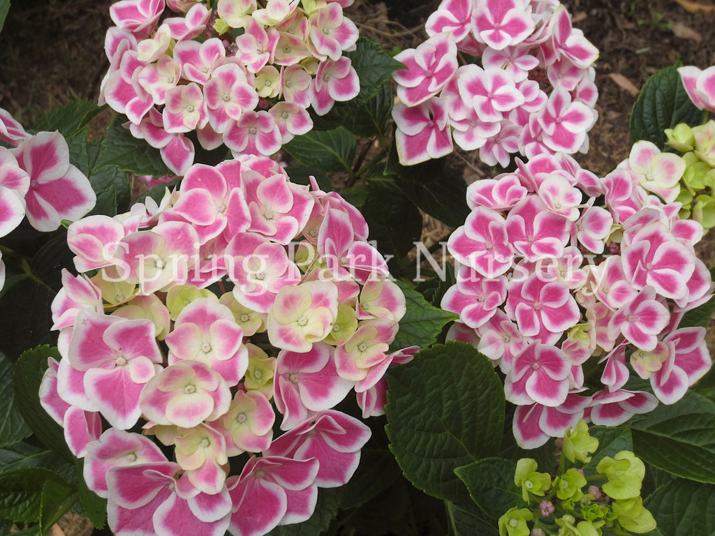 Hydrangea macrophylla 'Bavaria' [Sz:100 mm]