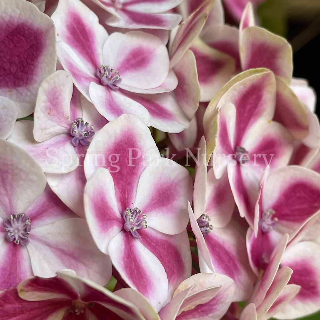 Hydrangea macrophylla 'Bavaria' [Sz:100 mm]