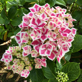 Hydrangea macrophylla 'Bavaria' [Sz:100 mm]