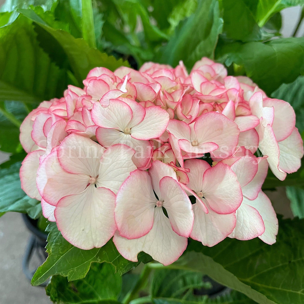 Hydrangea macrophylla Chique [Sz:100 mm]