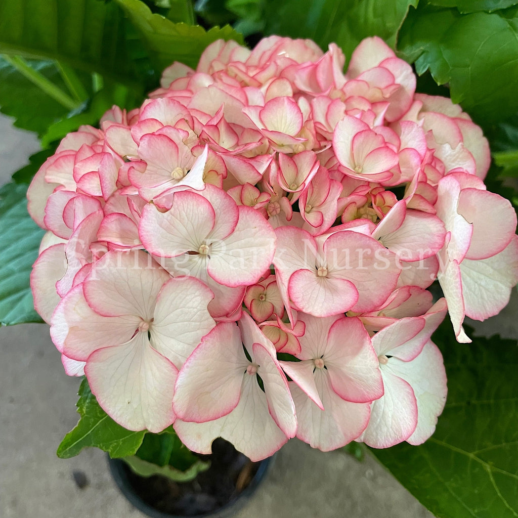 Hydrangea macrophylla Chique [Sz:100 mm]