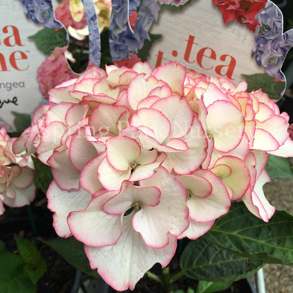 Hydrangea macrophylla Chique [Sz:100 mm]