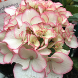 Hydrangea macrophylla Chique [Sz:100 mm]