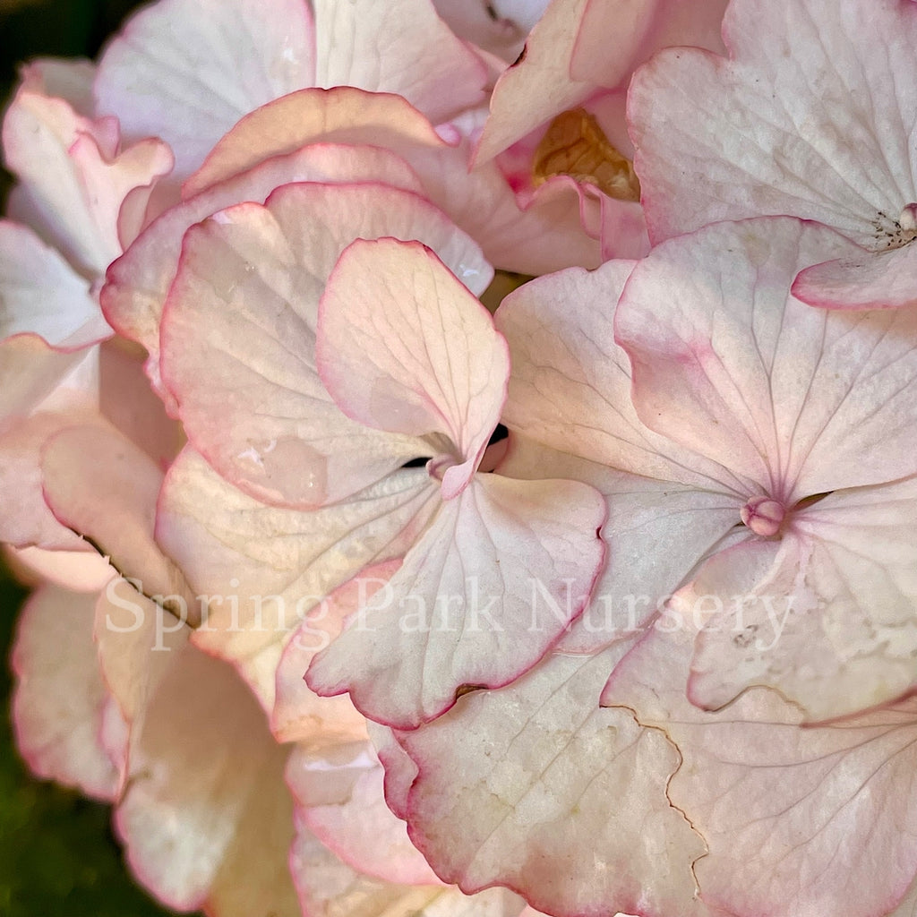 Hydrangea macrophylla Chique [Sz:100 mm]