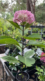 Hydrangea macrophylla 'Nigra' [Sz:100 mm]