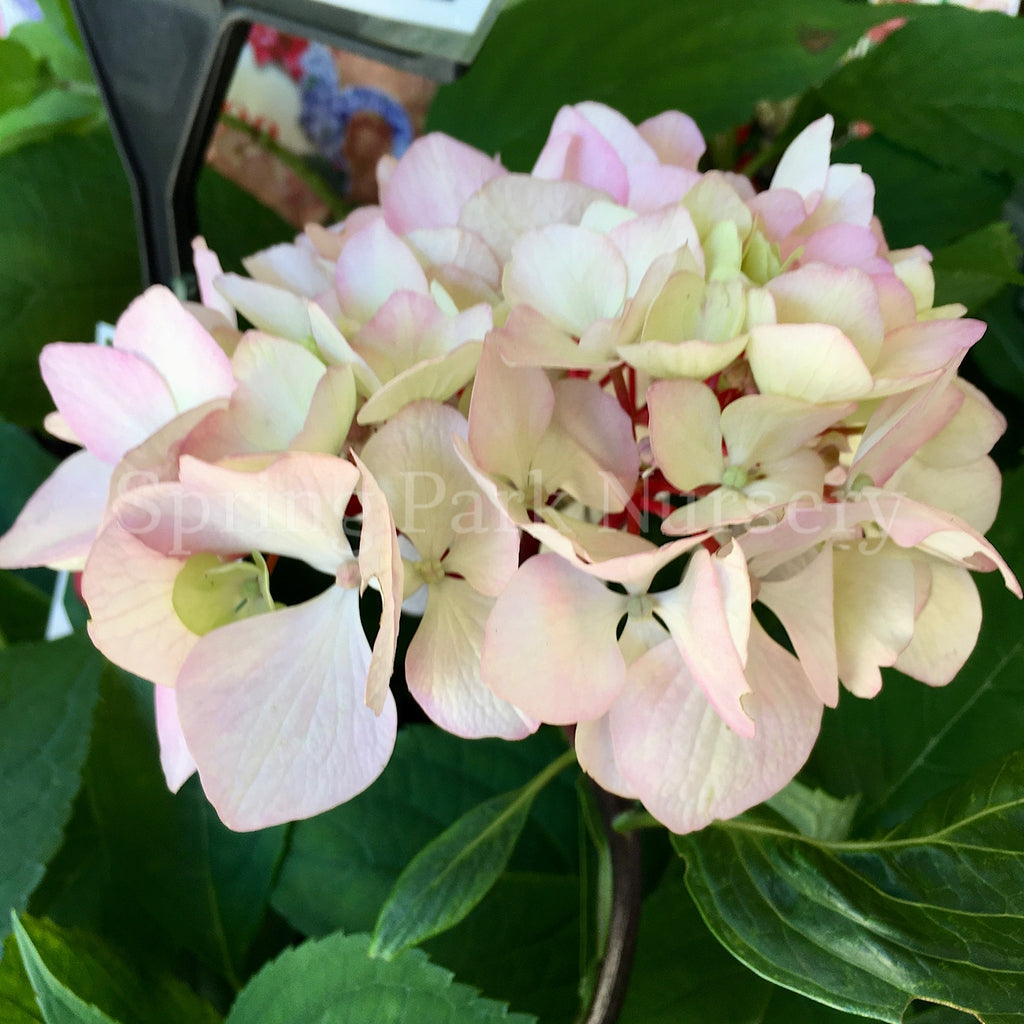 Hydrangea macrophylla 'Nigra' [Sz:100 mm]