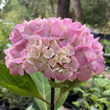 Hydrangea macrophylla 'Nigra' [Sz:100 mm]