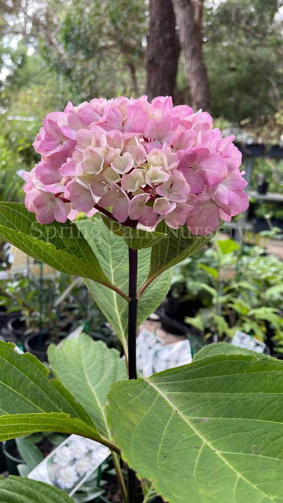 Hydrangea macrophylla 'Nigra' [Sz:100 mm]