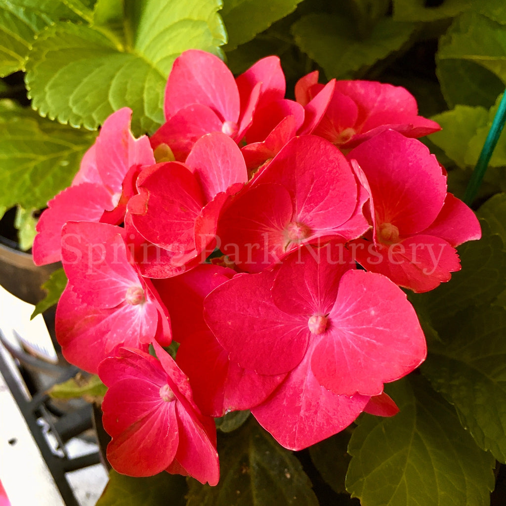 Hydrangea macrophylla Hot Red [Sz:100 mm]