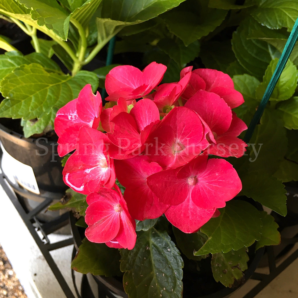 Hydrangea macrophylla Hot Red [Sz:100 mm]