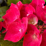 Hydrangea macrophylla Hot Red [Sz:100 mm]