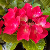 Hydrangea macrophylla Hot Red [Sz:100 mm]