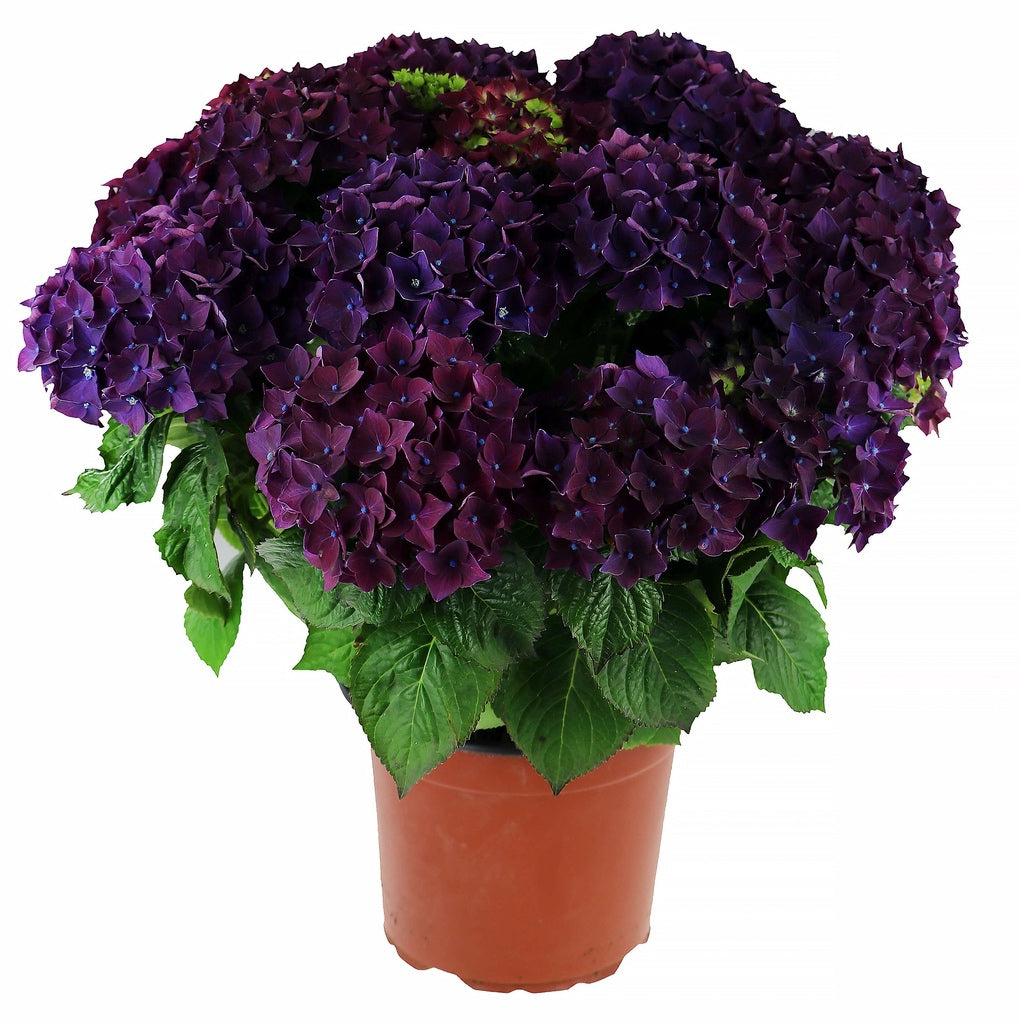 Hydrangea macrophylla Deep Purple [Sz:100 mm]